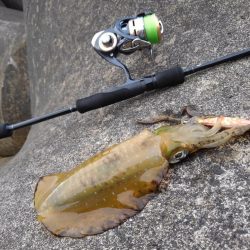 越前海岸でエギング